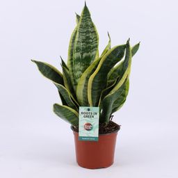 Sansevieria Futura Superba (20661)