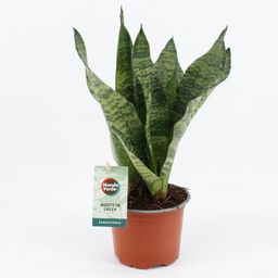 Sansevieria Black Coral (20681)