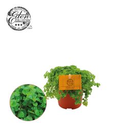 Pilea Depressa (30289)
