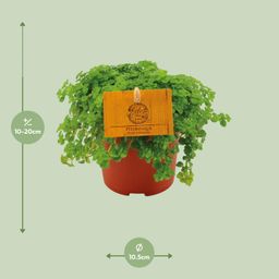 Pilea Depressa (30289)