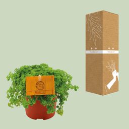 Pilea Depressa (30289)