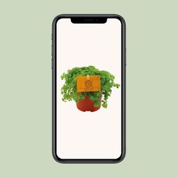 Pilea Depressa (30289)