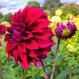 Flowerbulbs amsterdam Dahlia Heatwave, Grote Dieprode Bloemen (8720938490415)