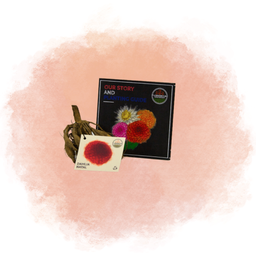 Flowerbulbs amsterdam Dahlia Natal, Kogelronde Bloemen (8720938490477)