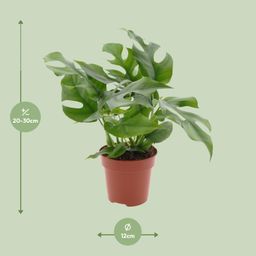 Monstera Minima (18272)
