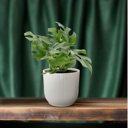 Monstera Minima (18272)