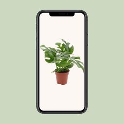 Monstera Minima (18272)