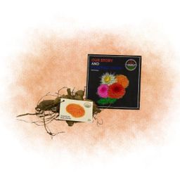 Flowerbulbs amsterdam Dahlia Ralphie, Glinsterende Oranje Bloemen (8720938490439)