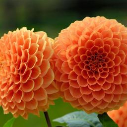 Flowerbulbs amsterdam Dahlia Ralphie, Glinsterende Oranje Bloemen (8720938490439)