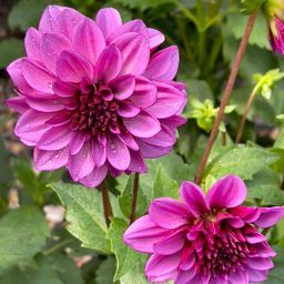 Flowerbulbs amsterdam Dahlia Bleu Bell, Grote Brede Bloembladen (8720938490460)