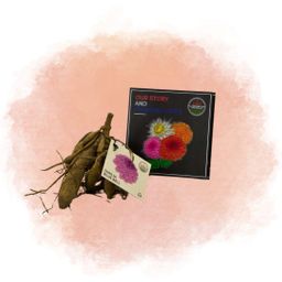 Flowerbulbs amsterdam Dahlia Bleu Bell, Grote Brede Bloembladen (8720938490460)