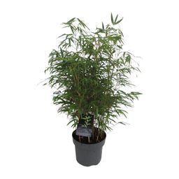 Fargesia Rufa - Woekerende Bamboe (25465)