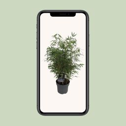 Fargesia Rufa - Woekerende Bamboe (25465)