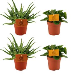 2x Aloe Spider + 2x Peperomia Obtipan Green - 4 stuks - Ø10.5cm (22768)