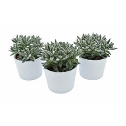 Tarantula + Snow in Lina Ceramics - 3 stuks (25785)