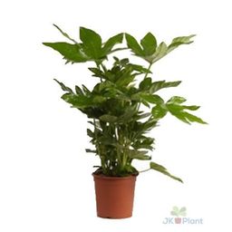 Fatsia Japonica (27982)