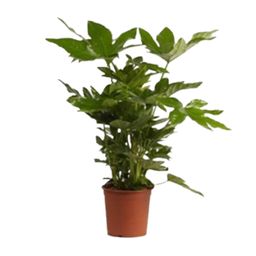 Fatsia Japonica (27982)