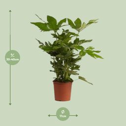 Fatsia Japonica (27982)