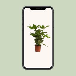 Fatsia Japonica (27982)