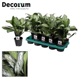 Aglaonema Maria Christina (Decorum) (27957)