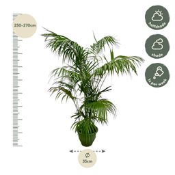 Kentia Palm XXL - 260cm - ø35 (8721055693604)