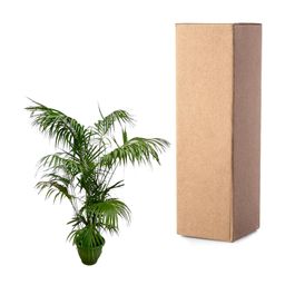 Kentia Palm XXL - 260cm - ø35 (8721055693604)
