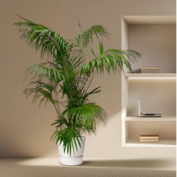 Kentia Palm XXL - 260cm - ø35 (8721055693604)