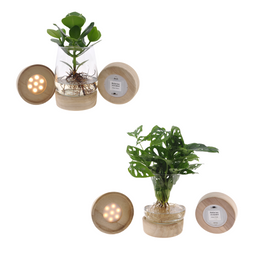 Kingston glas + LED Duo Monstera/Clusia - 2 stuks (30525)