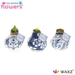 No Water Flowers Waxz Delfts Blauw Mix - 3 stuks - Ø7 cm (26995)