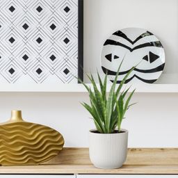 3x Sansevieria Kirkii - 38 cm - ø12 (8721081685260)