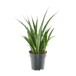3x Sansevieria Kirkii - 38 cm - ø12 (8721081685260)