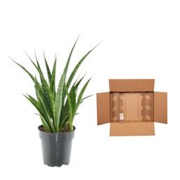 3x Sansevieria Kirkii - 38 cm - ø12 (8721081685260)
