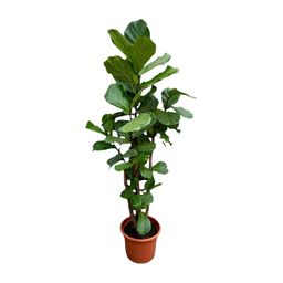 Ficus Lyrata vertakt XXL - 220cm - ø45-50 cm (8721055693512)
