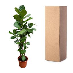 Ficus Lyrata vertakt XXL - 220cm - ø45-50 cm (8721055693512)