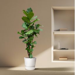 Ficus Lyrata vertakt XXL - 220cm - ø45-50 cm (8721055693512)