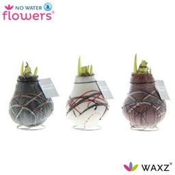 No Water Flowers Waxz Art V Gogh - 3 stuks - Ø7 cm (26990)