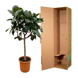 Ficus Elastica Robusta op stam - 190 cm - ø35 (8721055691822)