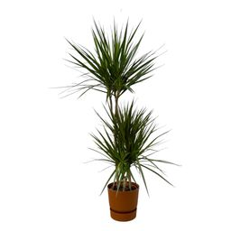 Dracaena Marginata - ↨120cm - Ø21cm inclusief elho Greenville Round bruin D24xH23 (8721081602052)
