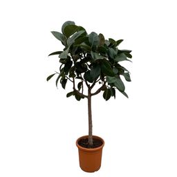 Ficus Elastica Robusta op stam - 190 cm - ø35 (8721055691822)