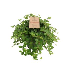 Peperomia Rotundifolia 14 Cm (24791)