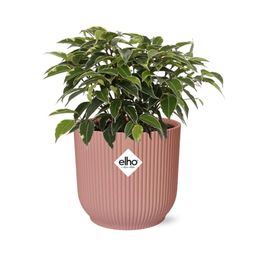 Ficus Benjamina Kinky in ELHO Vibes Fold 14cm roze (21800)