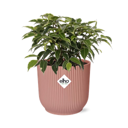 Ficus Benjamina Kinky in ELHO Vibes Fold 14cm roze (21800)