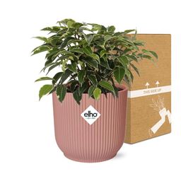Ficus Benjamina Kinky in ELHO Vibes Fold 14cm roze (21800)