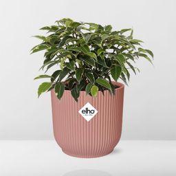 Ficus Benjamina Kinky in ELHO Vibes Fold 14cm roze (21800)