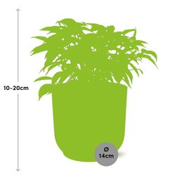 Ficus Benjamina Kinky in ELHO Vibes Fold 14cm roze (21800)