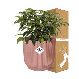 Ficus Benjamina Kinky in ELHO Vibes Fold 14cm roze (21800)