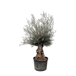 Olea Europaea Bonsai - 270cm- Ø80 (8721055693833)