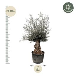 Olea Europaea Bonsai - 270cm- Ø80 (8721055693833)