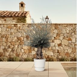 Olea Europaea Bonsai - 270cm- Ø80 (8721055693833)