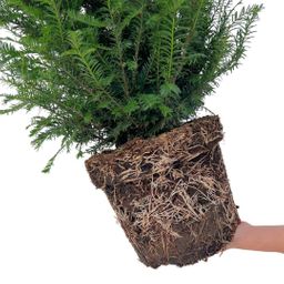Plants by frank Grote taxus planten voor 10 strekkende meter haag | - 12L - 25 x | ↨ 80-100 cm (8721001420933)
